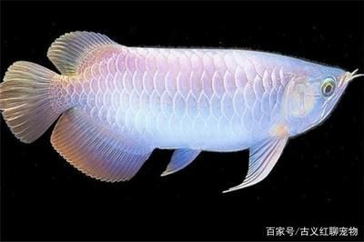 龍魚生寶寶需要的基本條件，龍魚生寶寶需要的條件：龍魚生寶寶需要的幾個條件 龍魚生寶寶需要的基本條件，龍魚生寶寶需要的條件：龍魚生寶寶需要的幾個條件 龍魚百科 第1張