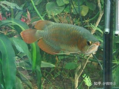 龍魚生寶寶需要的基本條件，龍魚生寶寶需要的條件：龍魚生寶寶需要的幾個條件 龍魚生寶寶需要的基本條件，龍魚生寶寶需要的條件：龍魚生寶寶需要的幾個條件 龍魚百科 第2張