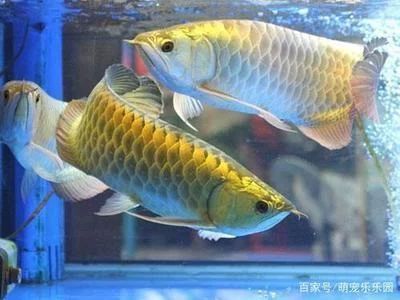 龍魚低溫過冬：龍魚冬季飲食調整方法 龍魚低溫過冬：龍魚冬季飲食調整方法 龍魚百科 第1張