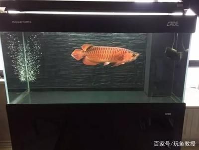 紅龍魚死了是吉是兇：紅龍魚死亡是吉是兇？ 紅龍魚死了是吉是兇：紅龍魚死亡是吉是兇？ 龍魚百科 第3張