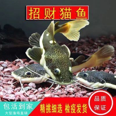 金龍魚外觀描寫句子：金龍魚與錦鯉的區別：金龍魚與錦鯉的區別,金龍魚與錦鯉的區別 金龍魚外觀描寫句子：金龍魚與錦鯉的區別：金龍魚與錦鯉的區別,金龍魚與錦鯉的區別 龍魚百科 第4張