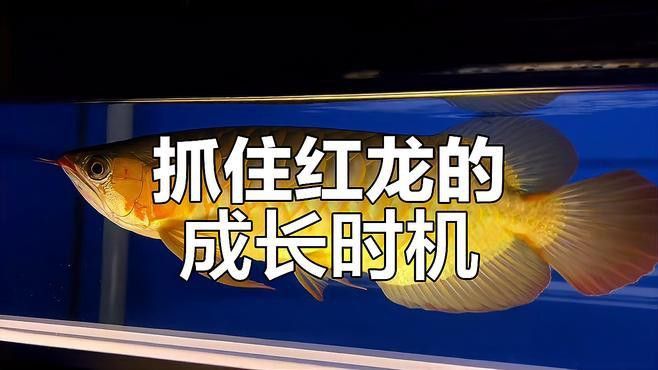 紅龍發色期有哪些注意事項？