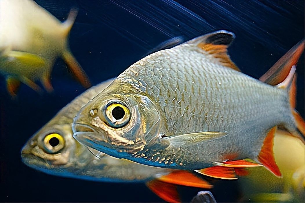 龍魚鉆石眼好不好釣