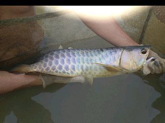 龍魚可以買賣嗎：龍魚買賣合法嗎？