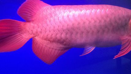 紅龍魚(yú)爛鱗片怎么治：紅龍魚(yú)爛鱗片怎么治療