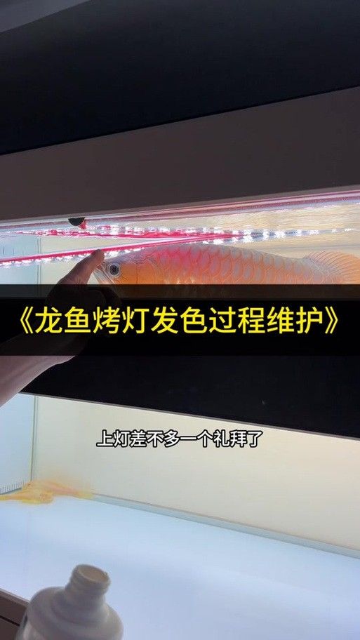 龍魚燈的安裝位置圖解