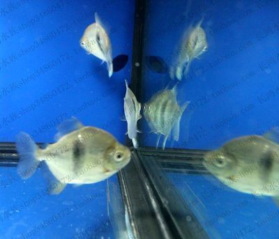 廣州龍魚(yú)展會(huì)在哪里看最近：廣州龍魚(yú)展會(huì)在哪里看？全面指南帶你領(lǐng)略龍魚(yú)之美