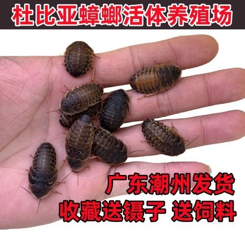 龍魚飼料魚消毒用什么最好 龍魚百科 第5張 龍魚飼料魚消毒用什么最好 龍魚飼料魚消毒用什么最好 龍魚百科 第5張