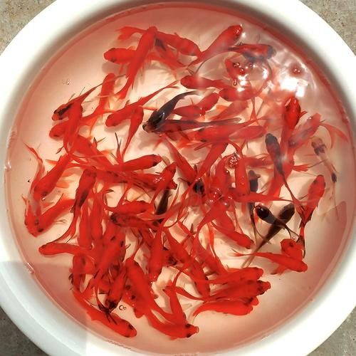 龍魚飼料魚消毒用什么最好 龍魚百科 第6張 龍魚飼料魚消毒用什么最好 龍魚飼料魚消毒用什么最好 龍魚百科 第6張