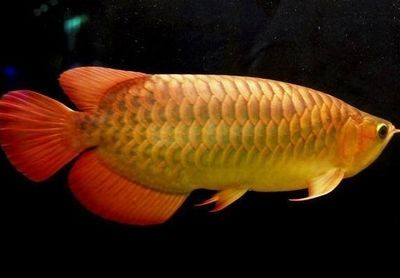 金龍魚 紅龍魚（金龍魚和紅龍魚有什么區別？）