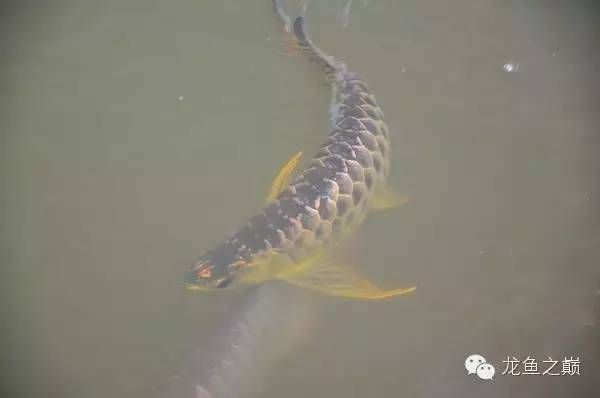 世界第一龍魚(yú)是什么魚(yú)：世界第一龍魚(yú)是什么魚(yú)世界第一龍魚(yú)是什么魚(yú)