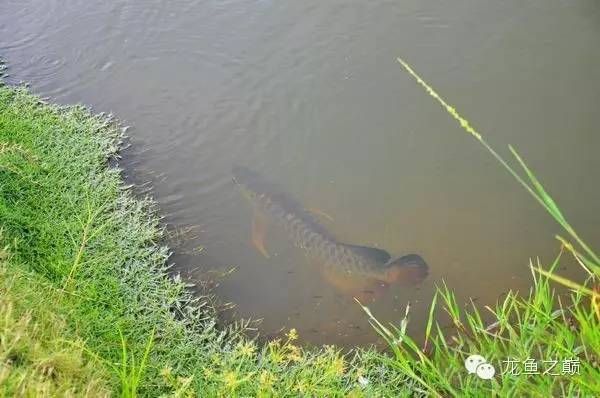 世界第一龍魚(yú)是什么魚(yú)：世界第一龍魚(yú)是什么魚(yú)世界第一龍魚(yú)是什么魚(yú)