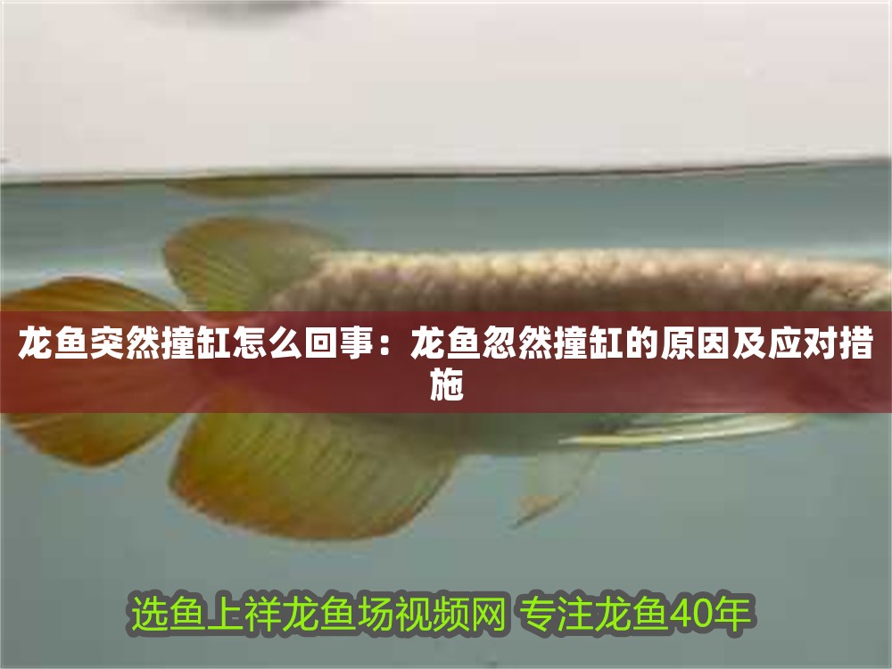 龍魚突然撞缸怎么回事：龍魚忽然撞缸的原因及應對措施