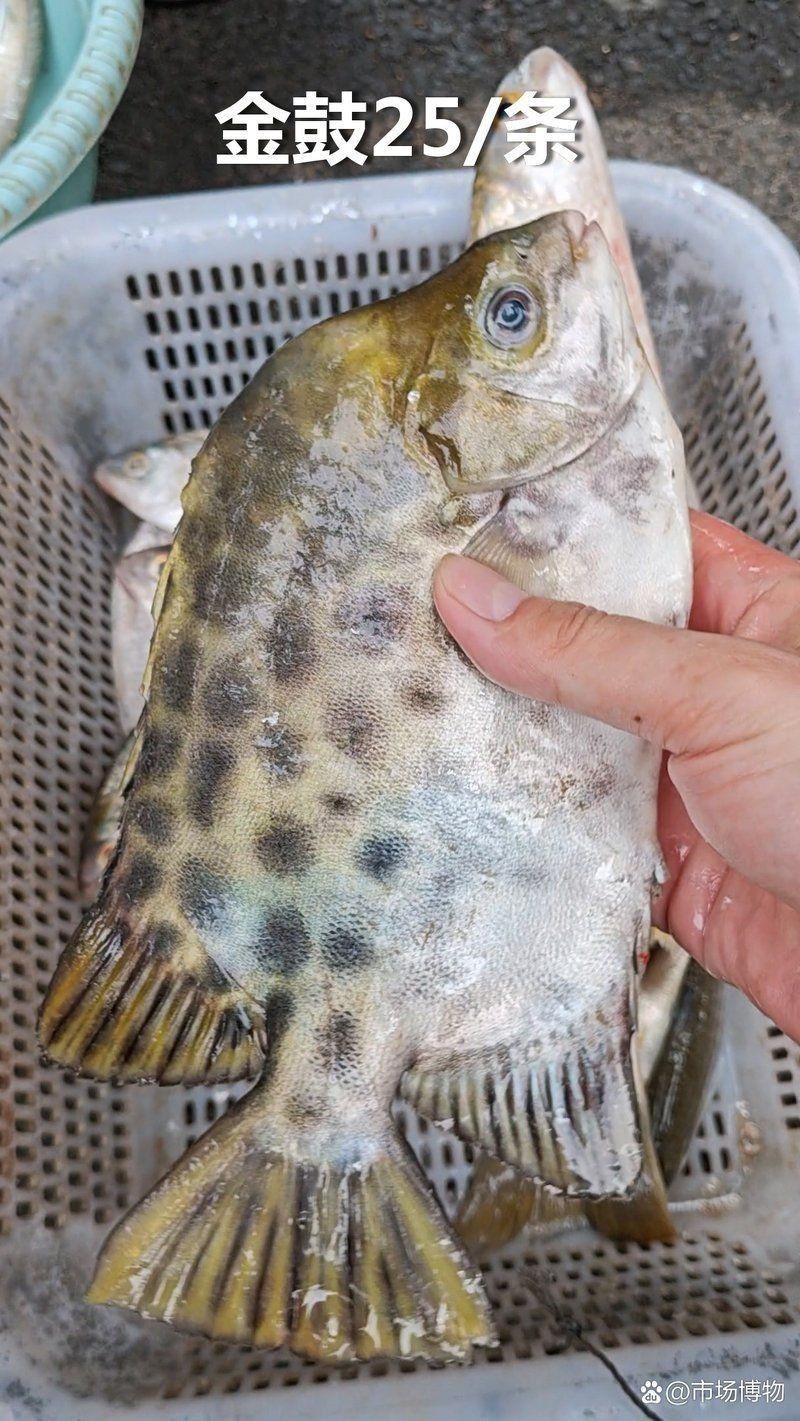 金鼓魚40塊錢一斤 金鼓魚40塊錢一斤 龍魚百科 第6張