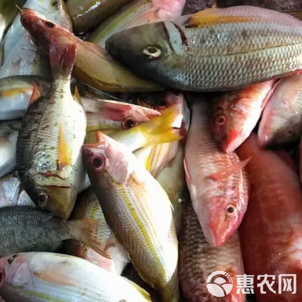 金鼓魚40塊錢一斤 金鼓魚40塊錢一斤 龍魚百科 第5張