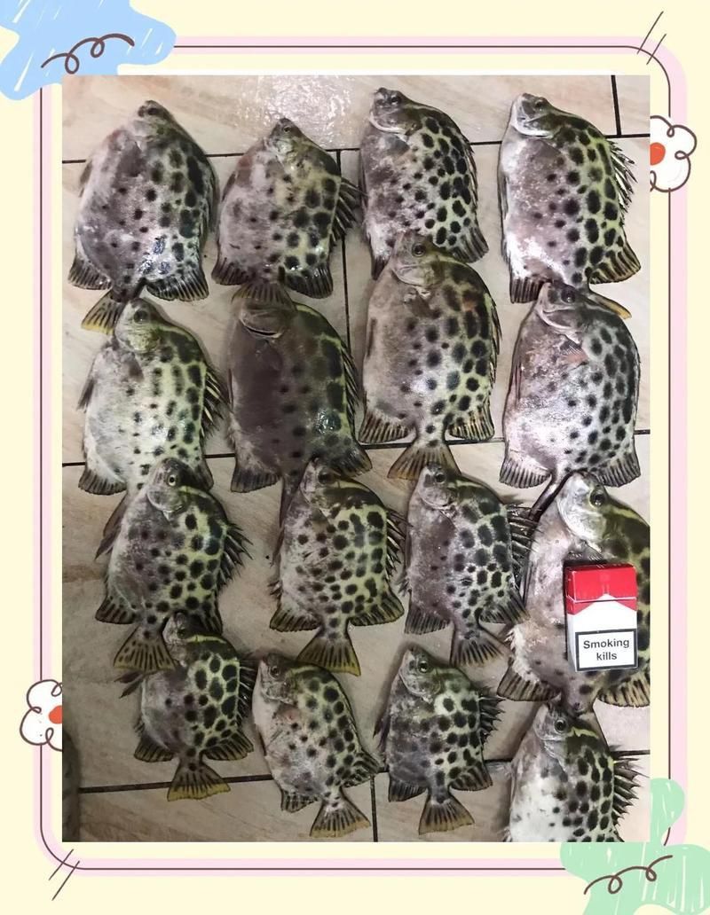 金鼓魚40塊錢一斤 金鼓魚40塊錢一斤 龍魚百科 第12張