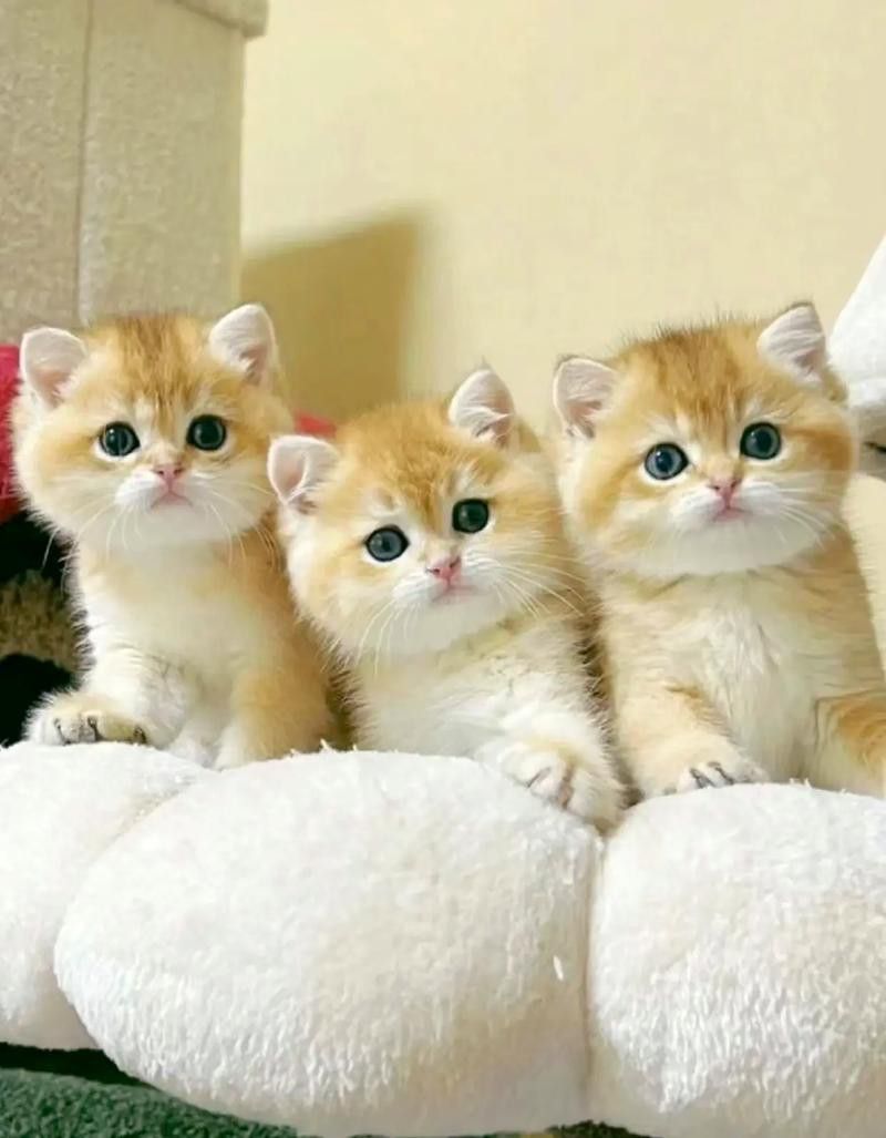 重慶龍魚貓 龍魚百科 第4張 重慶龍魚貓 重慶龍魚貓 龍魚百科 第4張