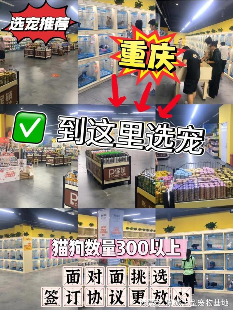重慶龍魚貓 重慶龍魚貓 龍魚百科 第9張