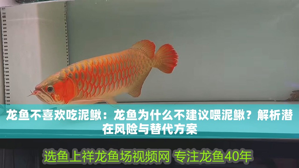 龍魚不喜歡吃泥鰍：龍魚為什么不建議喂泥鰍？解析潛在風險與替代方案
