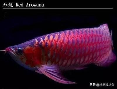 龍魚55公分開始發(fā)橘紅【龍魚發(fā)色的進程】