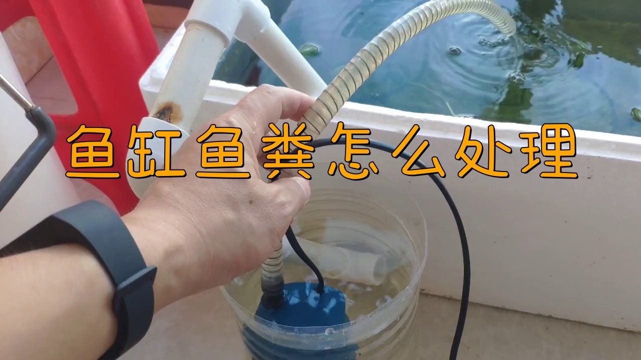 龍魚缸底部的糞便如何清理？