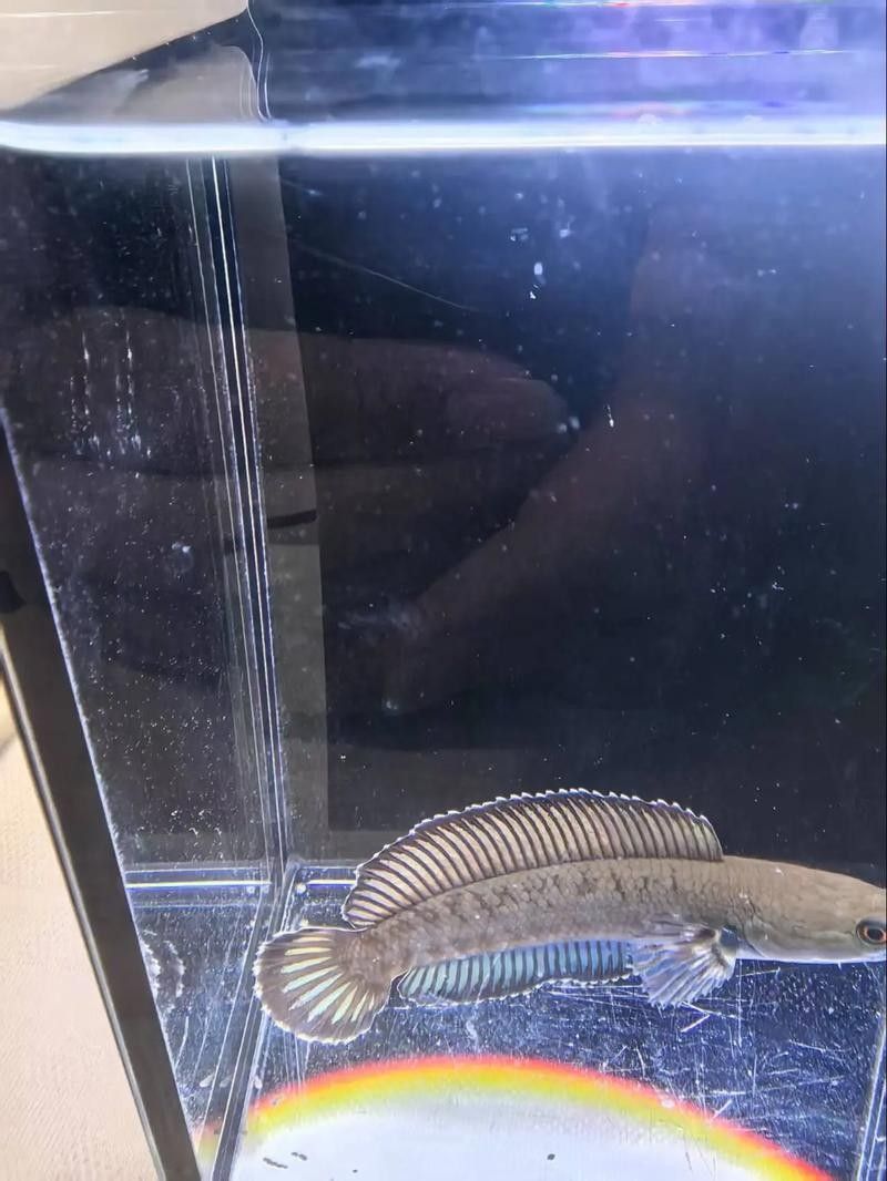 雷龍魚帆不齊