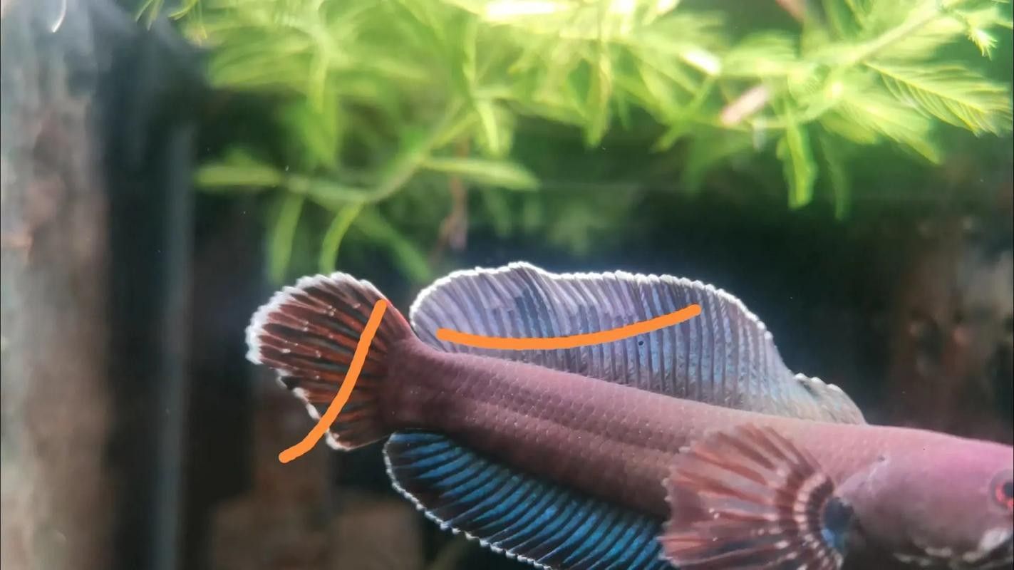 雷龍魚帆不齊