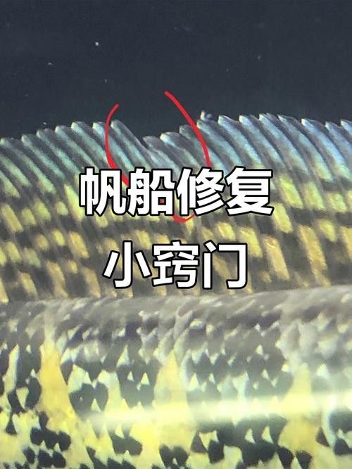 雷龍魚帆不齊