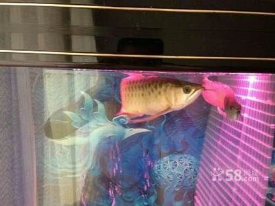 保定龍魚專賣店：保定龍魚專賣店-福龍堂