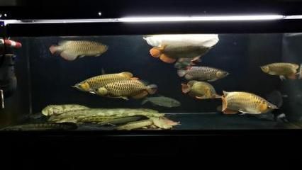 龍魚翹嘴什么情況不能吃了：龍魚翹嘴不能吃嗎 龍魚翹嘴什么情況不能吃了：龍魚翹嘴不能吃嗎 龍魚百科 第1張