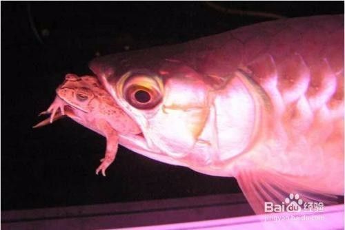 龍魚公母圖：龍魚公母圖是一種用于識別和選擇合適品種的龍魚工具