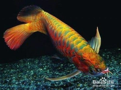 龍魚公母圖：龍魚公母圖是一種用于識別和選擇合適品種的龍魚工具