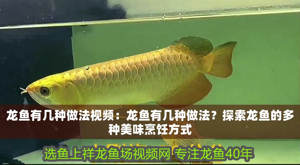 龍魚(yú)有幾種做法視頻：龍魚(yú)有幾種做法？探索龍魚(yú)的多種美味烹飪方式