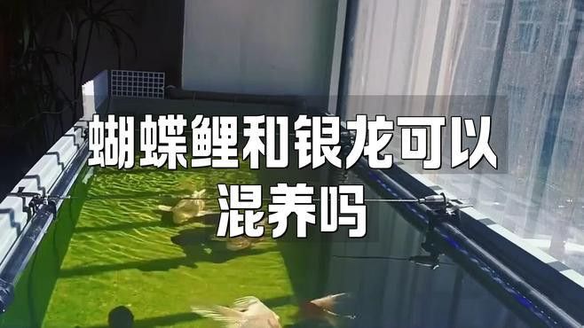 蝴蝶鯉跟龍魚混養,龍魚怎么一直在底層