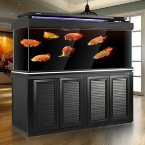南美缸養(yǎng)龍魚(yú)（南美缸可以養(yǎng)龍魚(yú)嗎？）