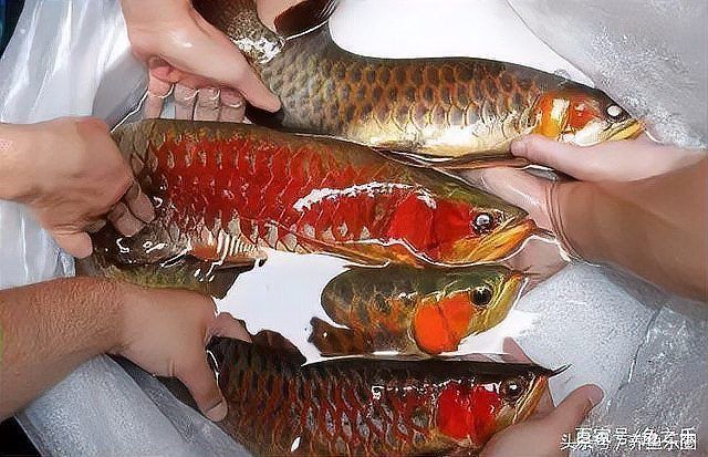 如何挑選健康的印尼紅龍魚苗？
