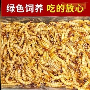 金龍魚吃面包蟲干嗎：金龍魚可以吃面包蟲么