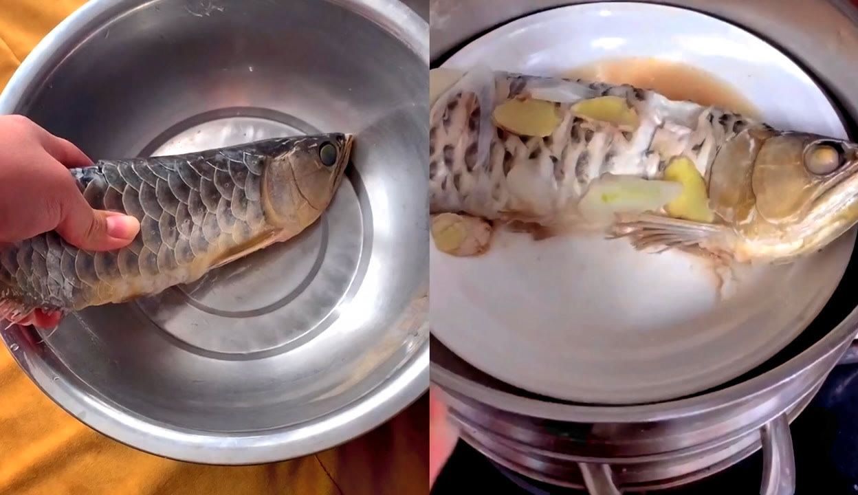 金龍魚吃面包蟲干嗎：金龍魚可以吃面包蟲么