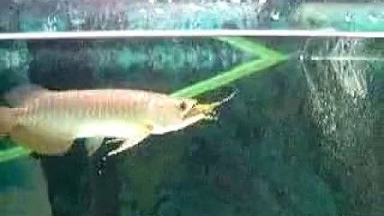 金龍魚吃面包蟲干嗎：金龍魚可以吃面包蟲么