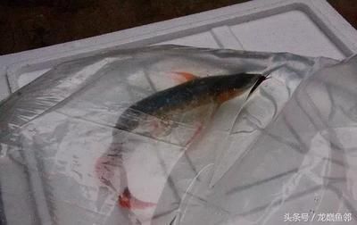 龍魚打包運輸5天：龍魚打包運輸注意事項