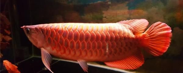 紅龍魚掉了一片鱗怎么辦:紅龍魚掉了一片鱗怎么辦紅龍魚掉了一片鱗怎么辦 龍魚百科 第1張 紅龍魚掉了一片鱗怎么辦:紅龍魚掉了一片鱗怎么辦紅龍魚掉了一片鱗怎么辦 紅龍魚掉了一片鱗怎么辦:紅龍魚掉了一片鱗怎么辦紅龍魚掉了一片鱗怎么辦 龍魚百科 第1張