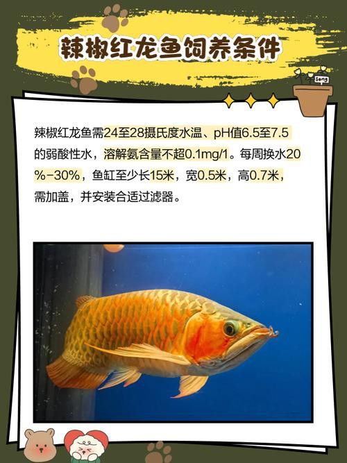 紅龍魚等級區分圖解圖