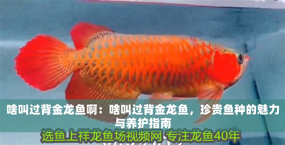 啥叫過背金龍魚啊：啥叫過背金龍魚，珍貴魚種的魅力與養護指南
