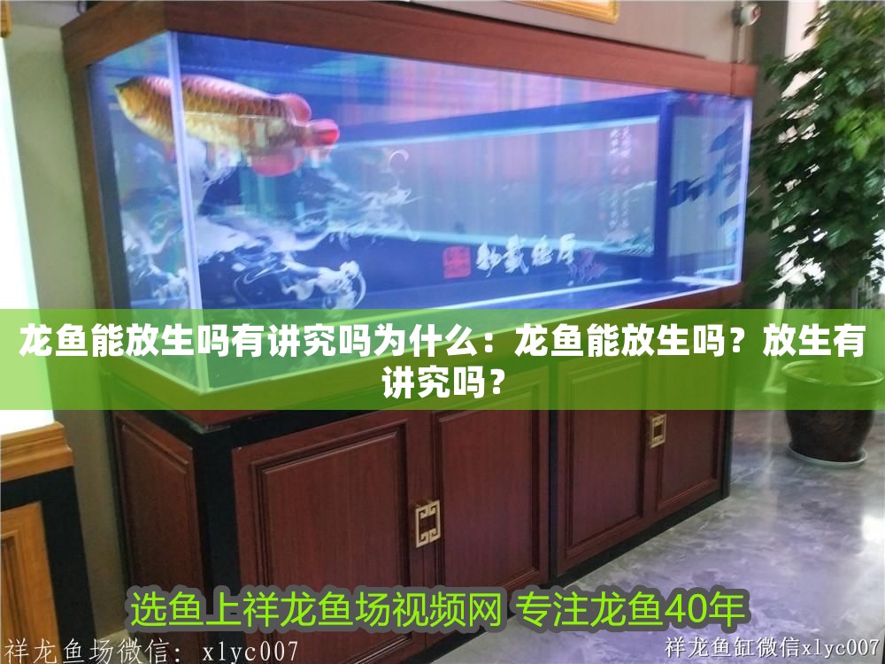 龍魚能放生嗎有講究嗎為什么：龍魚能放生嗎？放生有講究嗎？