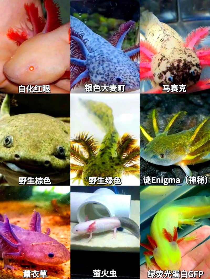 如何區分六角龍魚的稀有品種？