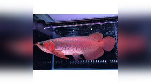 金龍魚怎樣孵化小魚（金龍魚孵化小魚的基本過程）