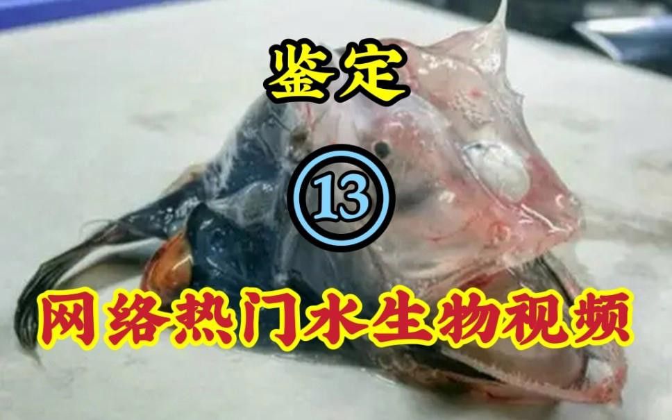 如何區分雜交鱘和中華鱘？