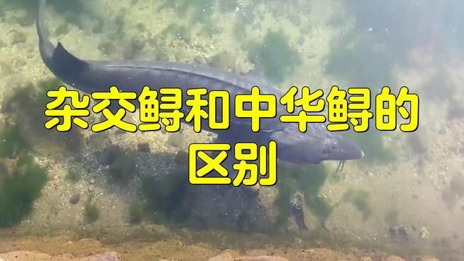 如何區分雜交鱘和中華鱘？