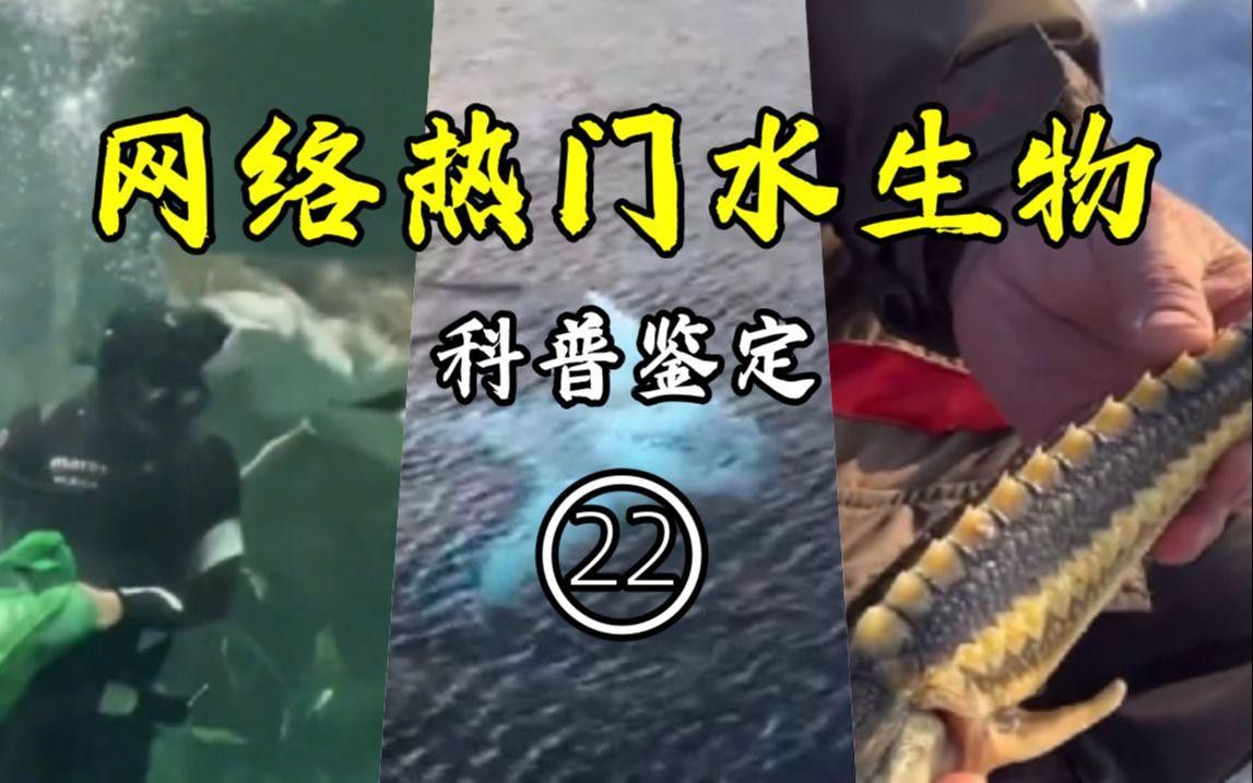 如何區分雜交鱘和中華鱘？