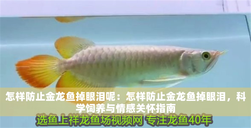怎樣防止金龍魚掉眼淚呢：怎樣防止金龍魚掉眼淚，科學飼養與情感關懷指南